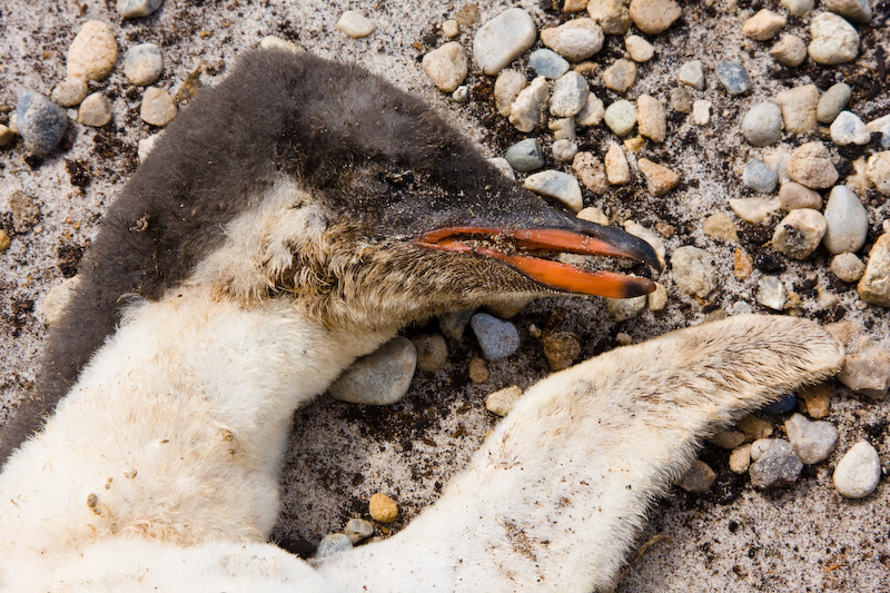 Dead Gentoo Penguin Chick